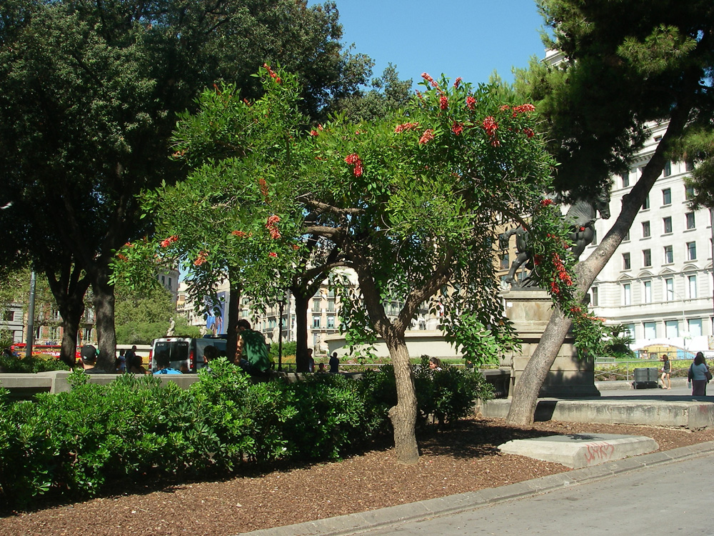 Ceibo Plaza Cataluña